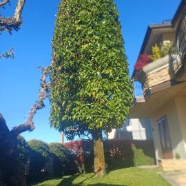 Casa Magnolia - apartment