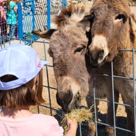 Villa Suzi - Family Farm Stay with Donkeys, Pool and Sea View near Rijeka, ξενοδοχείο σε Smrika