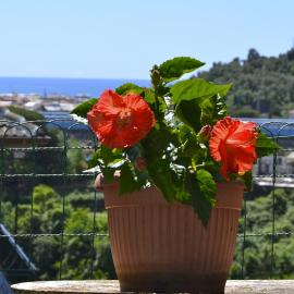 Villa Daria a 2 Km dal mare golfo del Tigullio