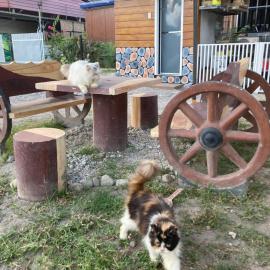 Pet Lover's Cabin