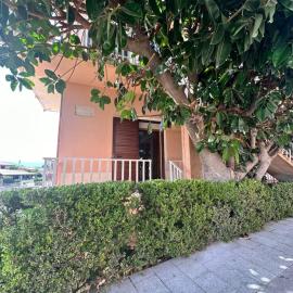 Camera Ficus