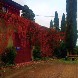 Fattoria Bellosguardo Fiorentino