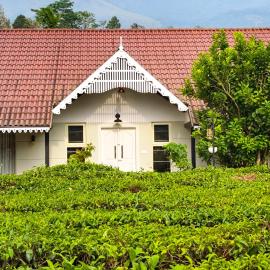Estate IV - Saffron Suite - Tea Estate Stay