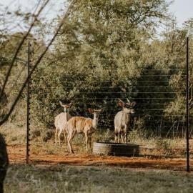 Nyala Lodge, hotel u gradu Rayton