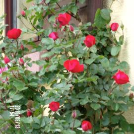 Chambres D'hotes Du Vignoble, hotel in Riquewihr