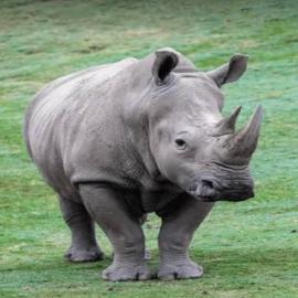 Jukskei Big5 - Rhino, hotel v destinácii Fourways
