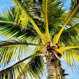 Casa De Las Mobulas near the beach and pickleball