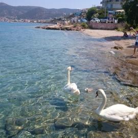 Seafront Porto Rafti, 95 sq m close to airport, garden, hotel v destinaci Agios Spyridon