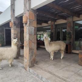 Hotel Limari, hotel di Ovalle