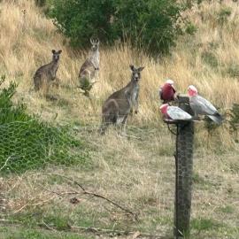 Roo Views - Linen, Wi-Fi, EV charger, hotel em Venus Bay