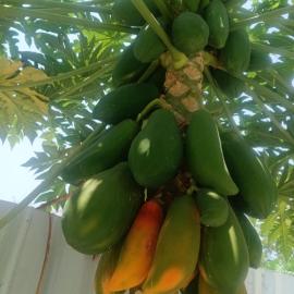 Srinivasa home stay