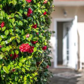 Villa Sofia casa con giardino e spiaggia condivisa, hotel a Pettenasco
