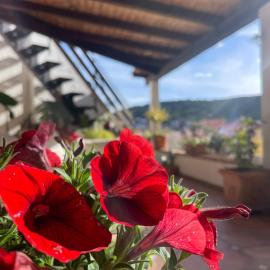Arega Rooms