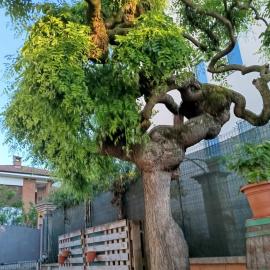 L'albero del druido