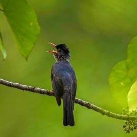 Makandawa tropical rainforest Kithulgala hiking camping bird watching, hotel in Kitulgala