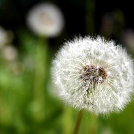 Viesnīca Ferienwohnung Pusteblume pilsētā Vildemana