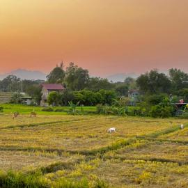 Serene Stay Balcony Ricefield