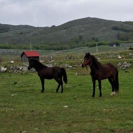 Autocamp Kotari