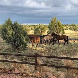 Cabin with Wild Horses, Fireplace, Dog Friendly & StarLink, hotel in Overgaard