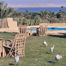 Tunis Camp Fayoum