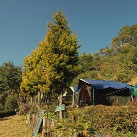 Forest Stay - by TripInterval, hotel in Nainital