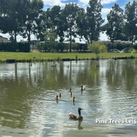 Pine Trees Leisure Park - Pet Friendly, hotel in Skegness