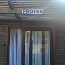 Protea
