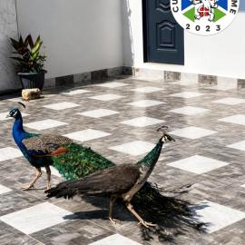 Cutting Edge Guest House