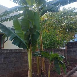 Visava budget friendly homestay
