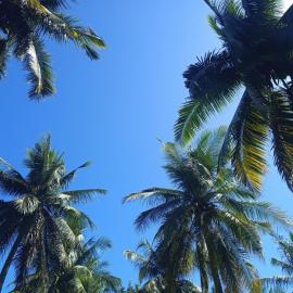 A2 Coconut