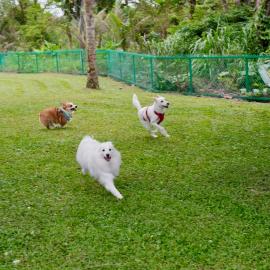 白陽山莊寵物民宿 Whitesun Pet Resort
