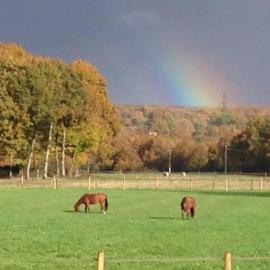 Gîte nature avec vue chevaux et forêt