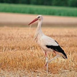 Storchennest, хотел в Wadersloh