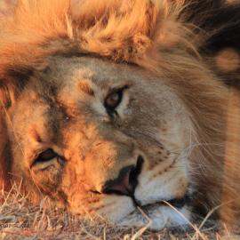 Umzolozolo Private Safari Lodge & Spa, hotel in Nambiti Game Reserve
