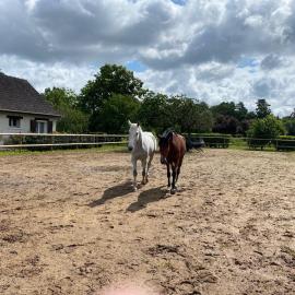 La Wallonie - immersion au milieu des chevaux