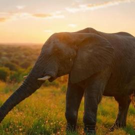 Bundox Explorer Camp, hotel din Hoedspruit