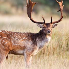 Cabin in deer enclosure, lake nearby-, Hotel in Bottnaryd