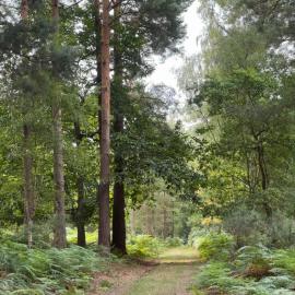 Cobbett Hill Camping, hotel a Guildford