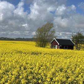 Stuga nära havet