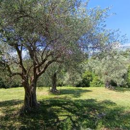 Whisper of Olives - 5 Min Drive to the Old Town, Bar