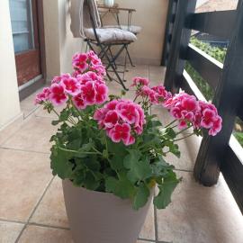 Levendula Apartman, hotel di Bačka Topola