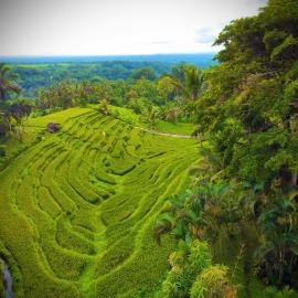 Faraway Mount Batukaru, Hotel in Blimbing