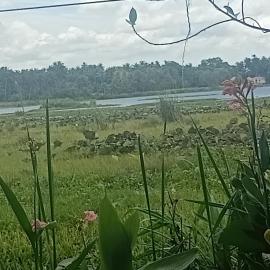 Yala Birds Paradise tree house