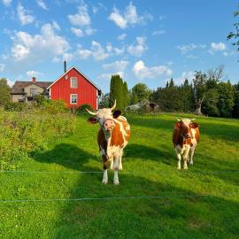 Farm Stay Between Forests and Meadows, Hotel in Ulricehamn