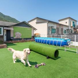 Gapyeong Dangdangi Pet Pension Green