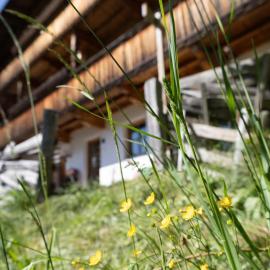 DAS Alpbach