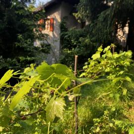 La casa nel bosco - Brione