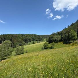 House on the edge of the forest in La Claquette, hotel em La Broque