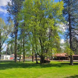 cedar village motel