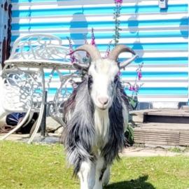 Treguth Glamping Unique Experience - Themed Huts, hotel in Saint Day